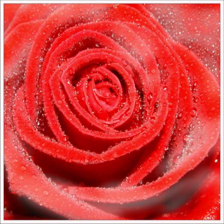 Pour toi ma puce ...............